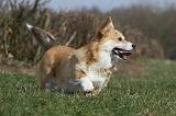 CORGI PEMBROKE 845
